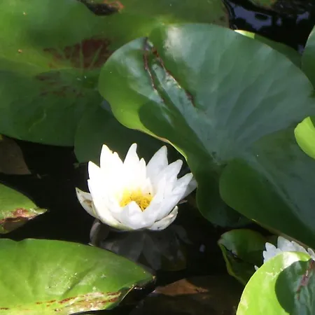 Zum Buchenberg 3* St. Vith