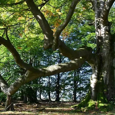 Zum Buchenberg 3* St. Vith